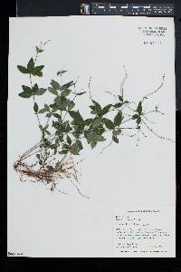 Galium lanceolatum image