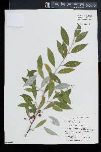 Elaeagnus umbellata image