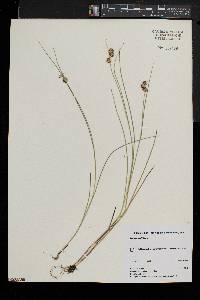 Juncus nodosus image