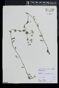 Phacelia purshii image