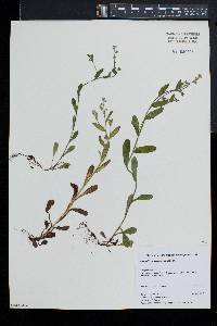 Myosotis macrosperma image