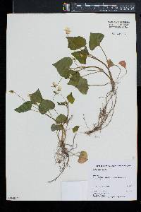 Viola pubescens var. scabriuscula image