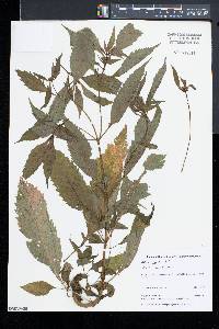 Bidens connata image