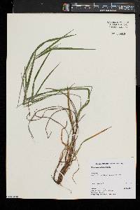 Carex hitchcockiana image