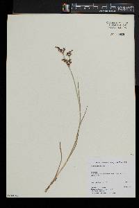 Juncus articulatus image