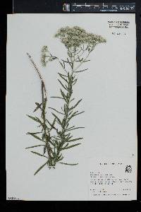 Eupatorium hyssopifolium image