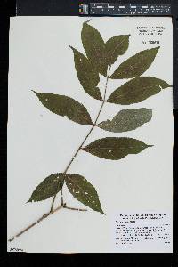 Fraxinus nigra image