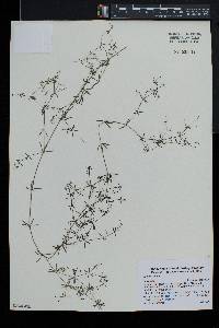 Galium trifidum image