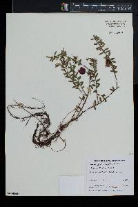 Vaccinium macrocarpon image