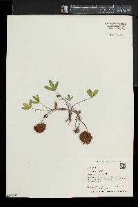 Trifolium virginicum image