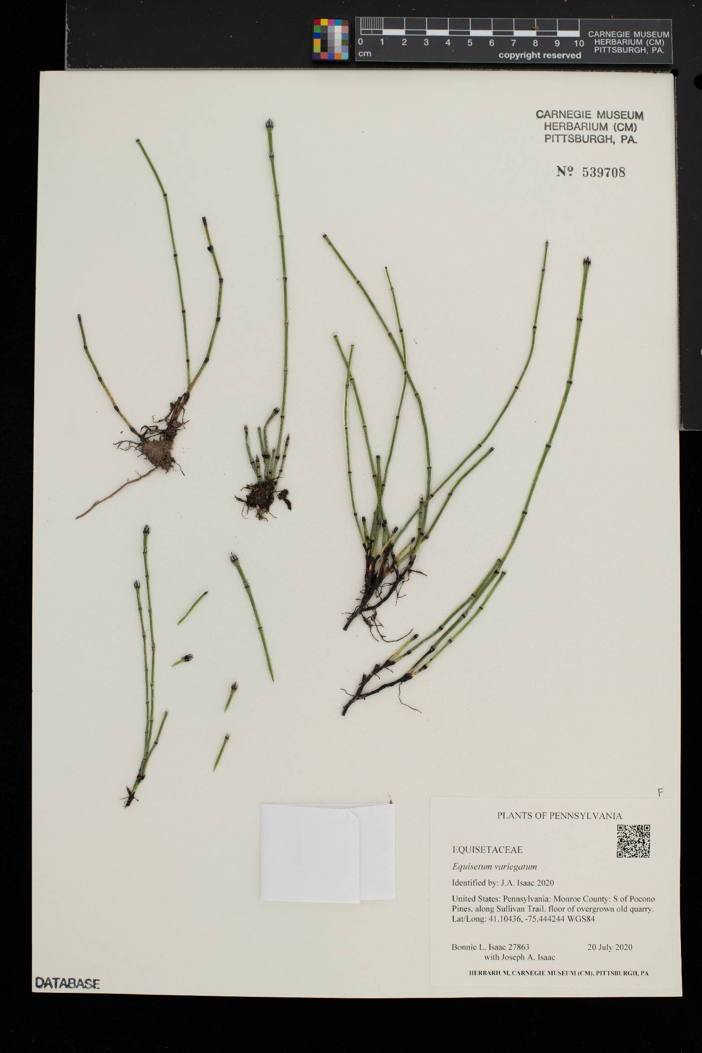 Equisetum variegatum image