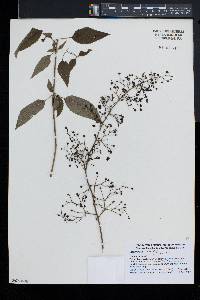 Scrophularia lanceolata image