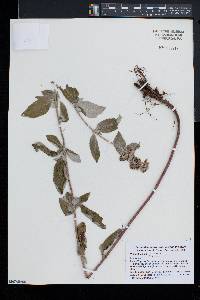 Pycnanthemum incanum image