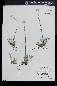 Antennaria neglecta image