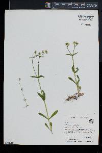 Valerianella umbilicata image