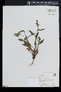 Sonchus oleraceus image