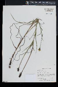 Tragopogon pratensis image