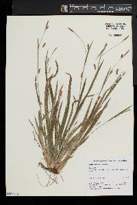 Carex laxiculmis image