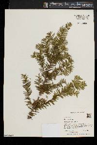 Taxus canadensis image