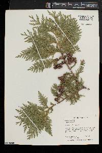 Thuja occidentalis image