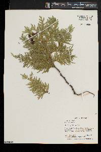 Thuja occidentalis image