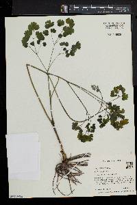 Thalictrum dioicum image