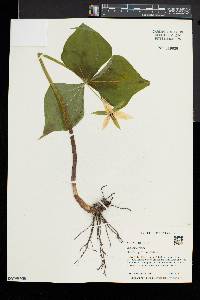 Trillium erectum image