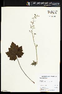 Heuchera americana image