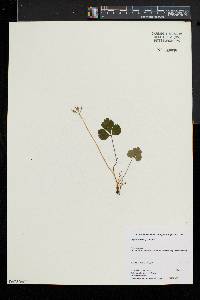 Coptis trifolia image