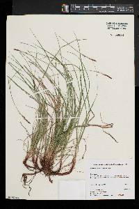 Carex lucorum image