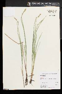 Carex canescens subsp. canescens image