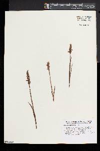 Spiranthes cernua image