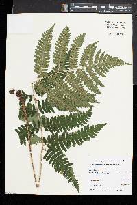 Dryopteris goldieana image