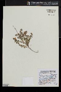 Gaultheria hispidula image