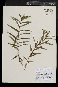 Gentiana linearis image