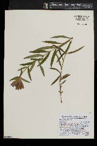 Gentiana linearis image