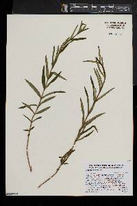 Gentiana linearis image