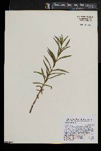 Gentiana linearis image