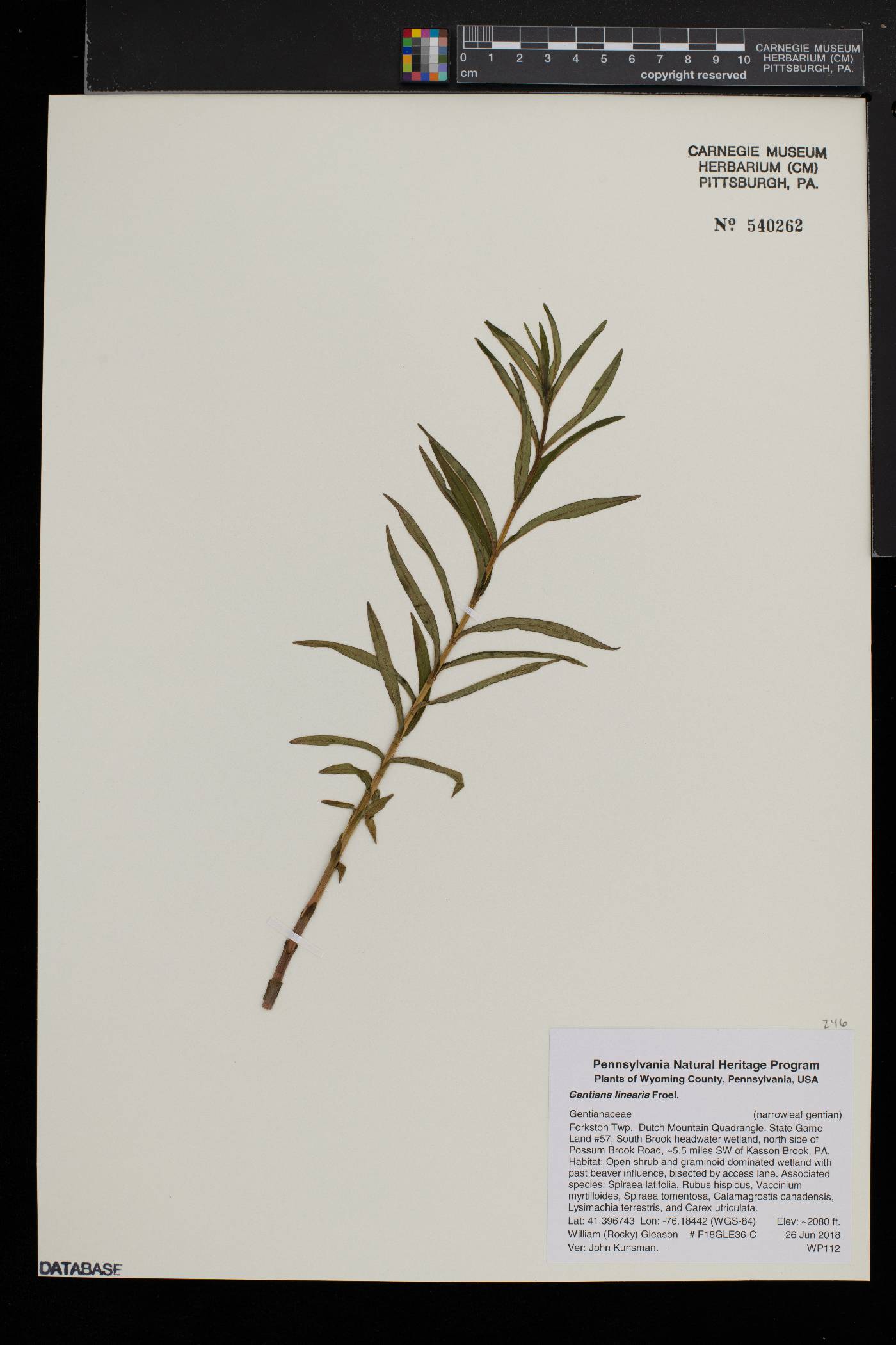 Gentiana linearis image