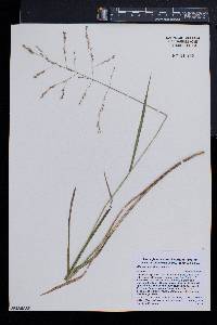 Glyceria laxa image