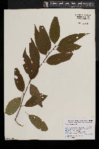 Prunus pensylvanica image