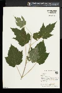 Acer spicatum image