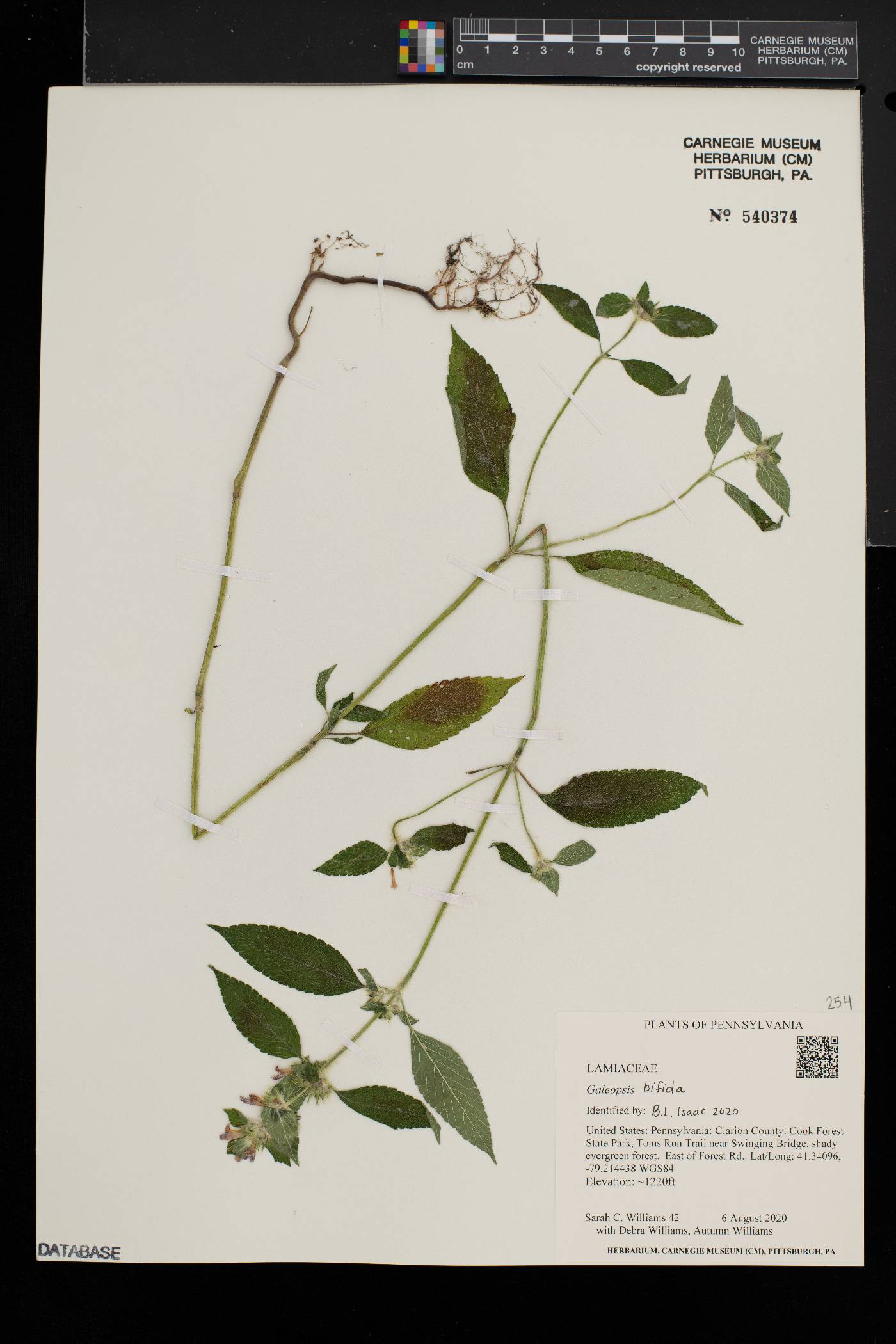 Galeopsis bifida image