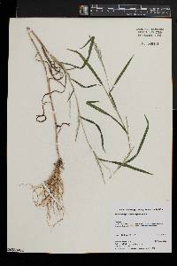 Muhlenbergia frondosa image