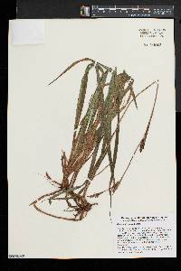 Carex polymorpha image