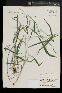 Leersia virginica image