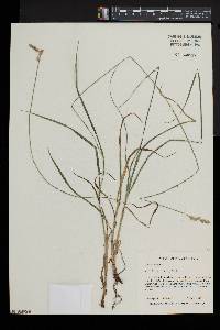 Carex aggregata image