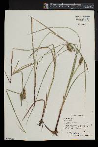 Carex baileyi image