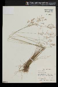 Deschampsia flexuosa image