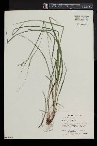 Carex debilis var. rudgei image